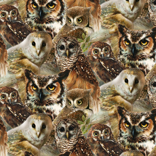 Owls of Wonder - Great Horned Owl